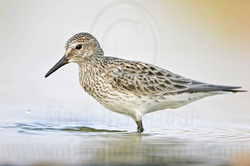 _MG_0350 White-rumped Sandpiper.jpg