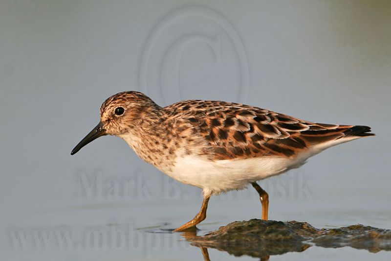 _MG_0679 Least Sandpiper.jpg