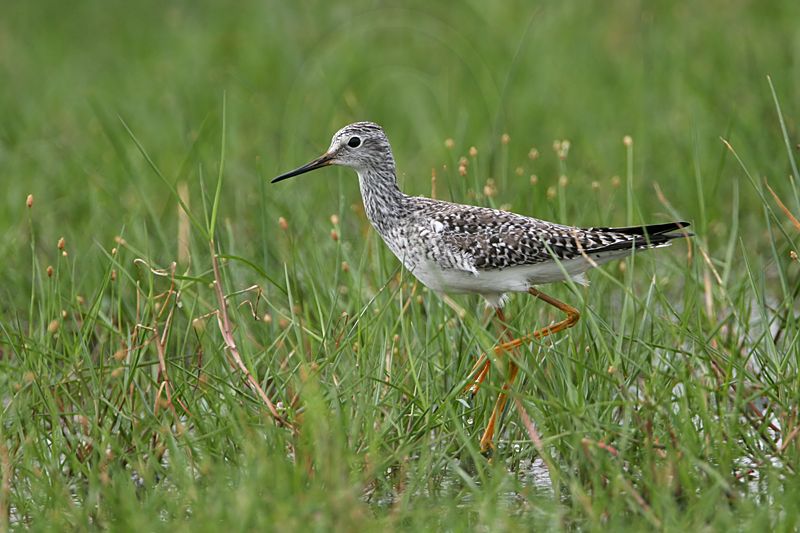 _MG_3909 Lesser Yellowlegs.jpg