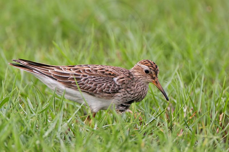 _MG_7759 Pectoral Sandpiper.jpg