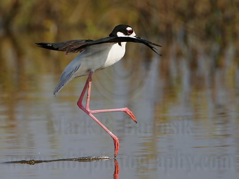 _MG_7178 Black-necked Stilt.jpg