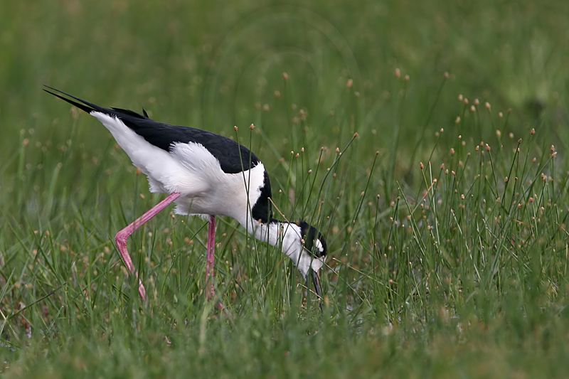 _MG_7889 Black-necked Stilt.jpg