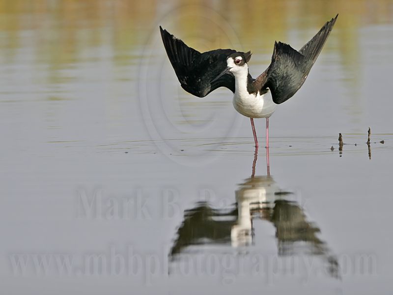 _MG_8871 Black-necked Stilt.jpg