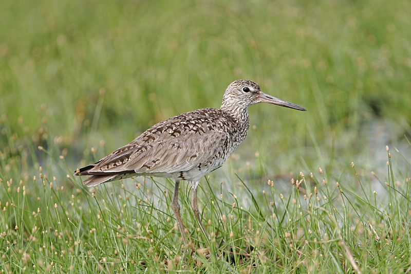 _MG_7155 Willet.jpg