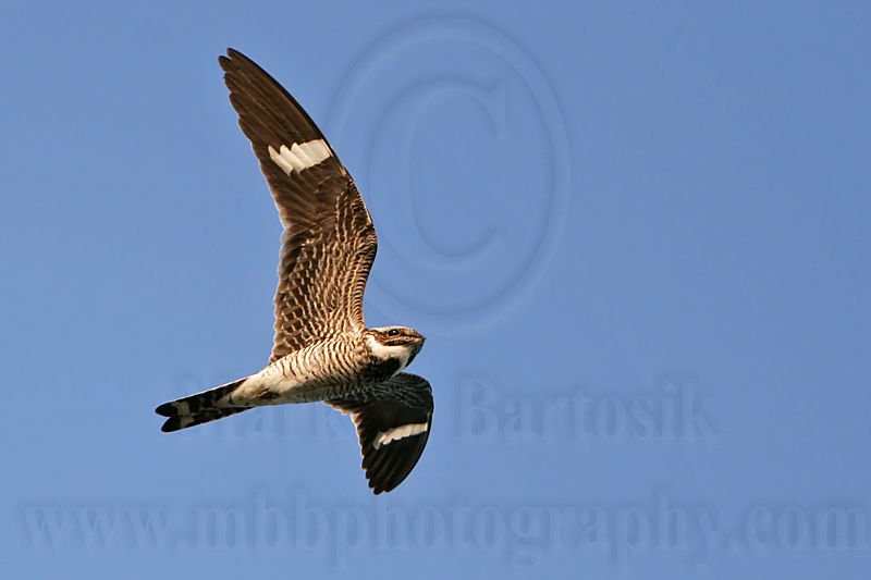 _MG_0707 Common Nighthawk.jpg