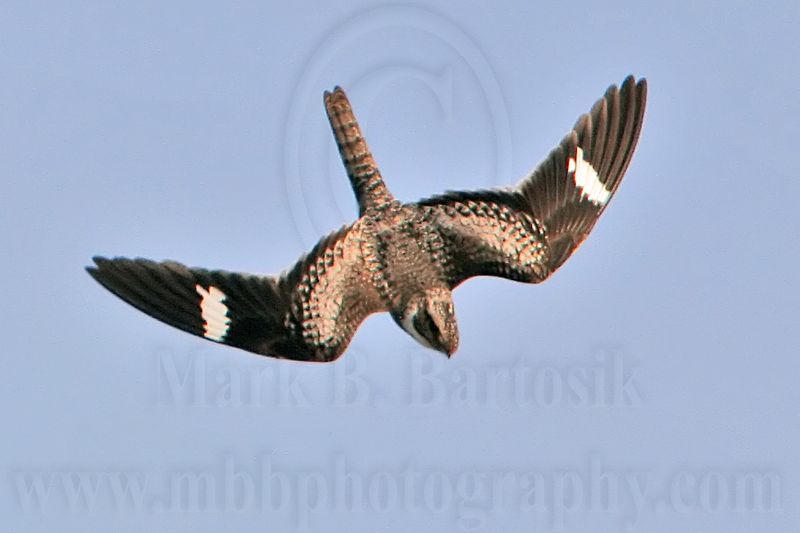 _MG_0719 Common Nighthawk.jpg