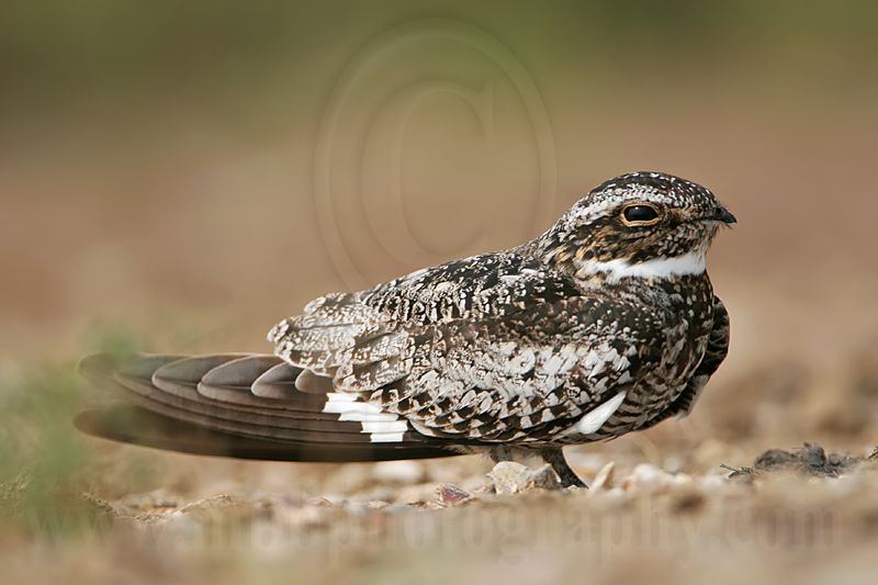 _MG_4003 Common Nighthawk.jpg