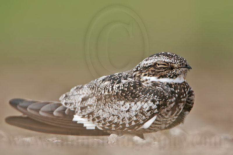 _MG_4031 Common Nighthawk.jpg