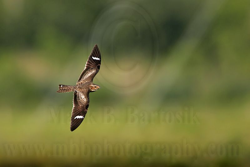 _MG_9709 Common Nighthawk.jpg