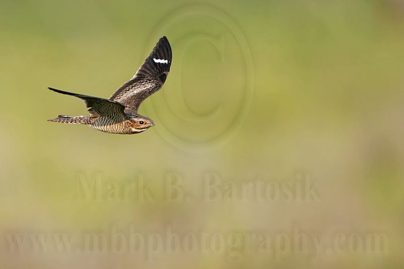_MG_9710 Common Nighthawk.jpg