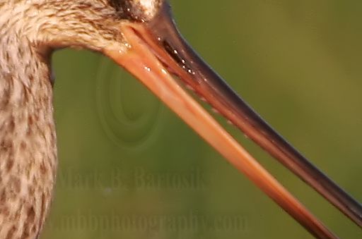 _MG_0191crop2 Hudsonian Godwit.jpg