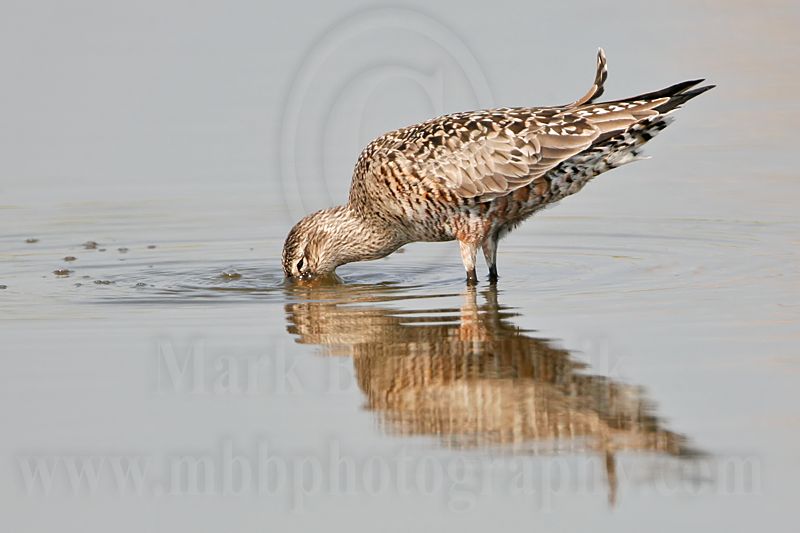 _MG_6790 Hudsonian Godwit.jpg