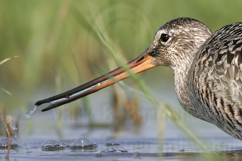 _MG_9039crop Hudsonian Godwit.jpg