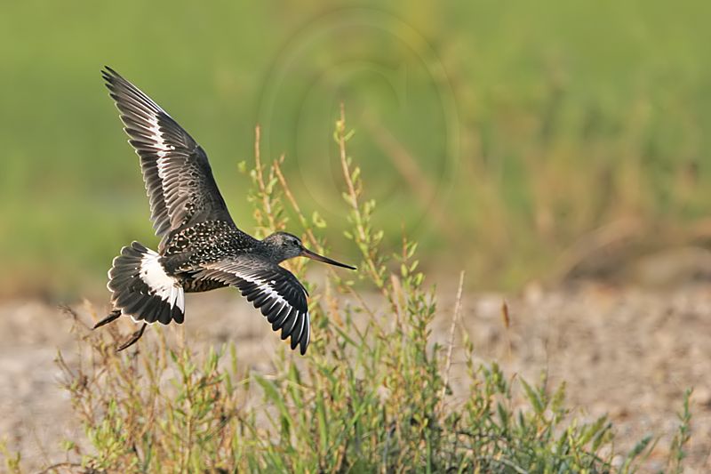_MG_9814 Hudsonian Godwit.jpg