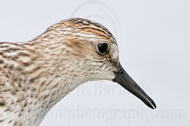 _MG_5337crop Semipalmated Sandpiper.jpg