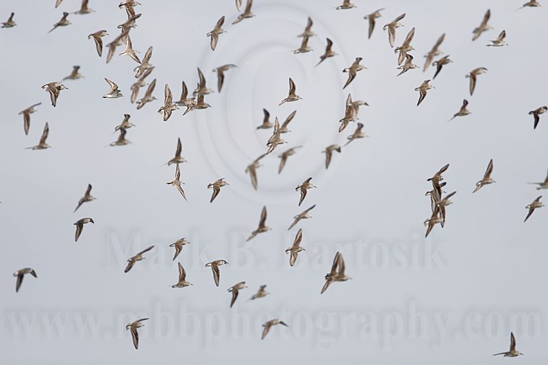 _MG_5901 Semipalmated Sandpiper.jpg