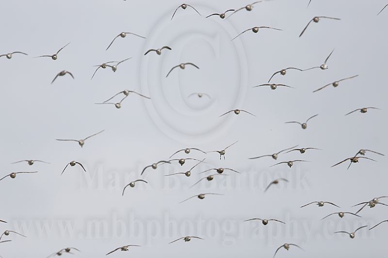 _MG_5905 Semipalmated Sandpiper.jpg