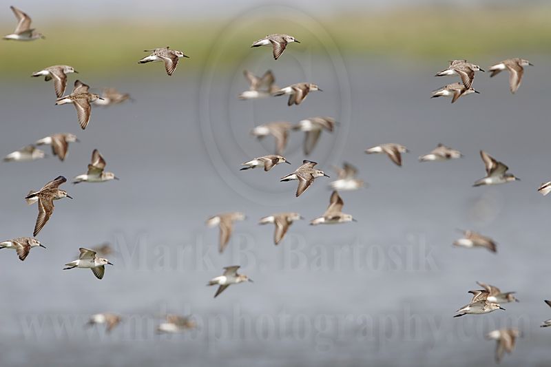 _MG_5915 Semipalmated Sandpiper.jpg