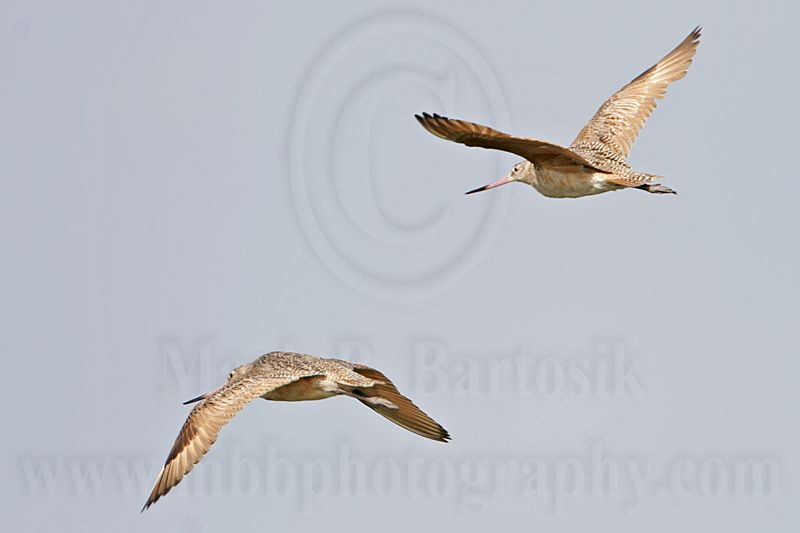 _MG_6011 Marbled Godwit.jpg