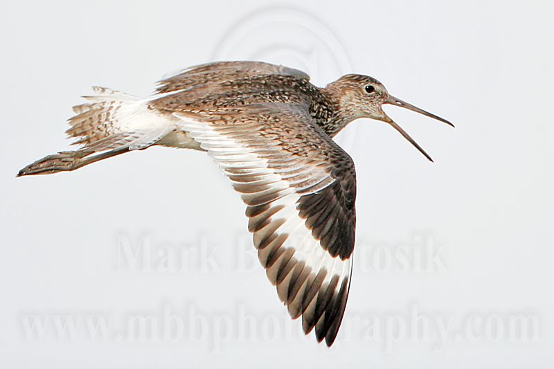 _MG_6355 Willet.jpg