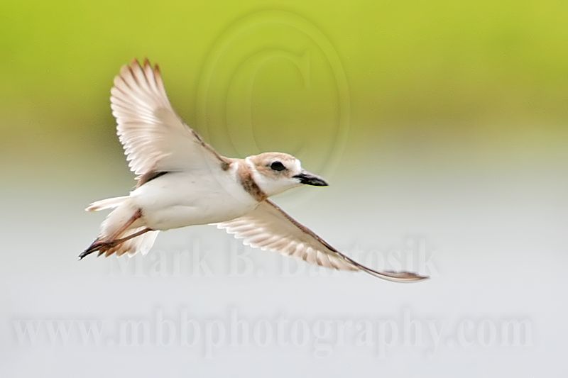 _MG_3806 Wilsons Plover.jpg