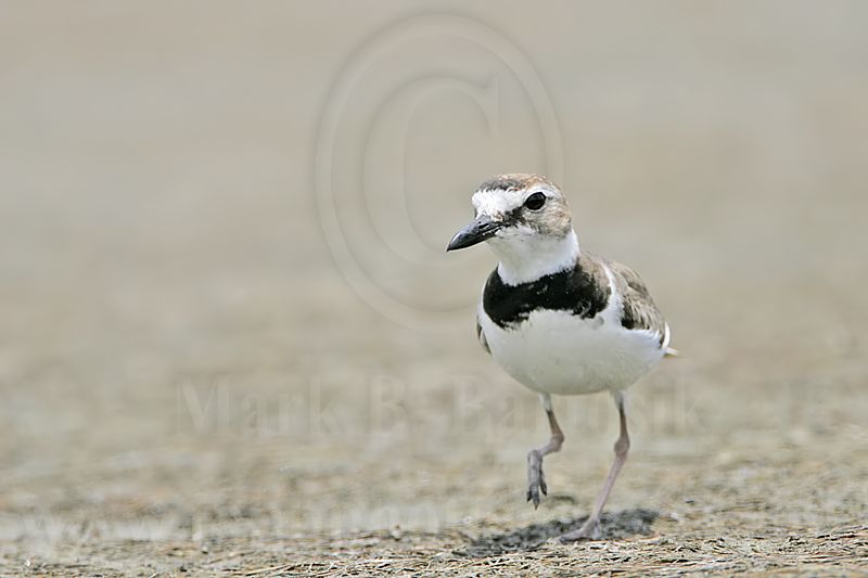 _MG_4018 Wilsons Plover.jpg