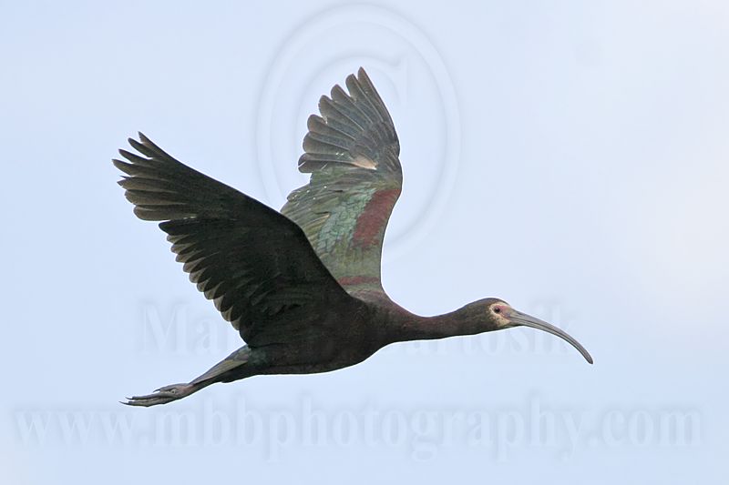 _MG_5507 White-faced Ibis.jpg