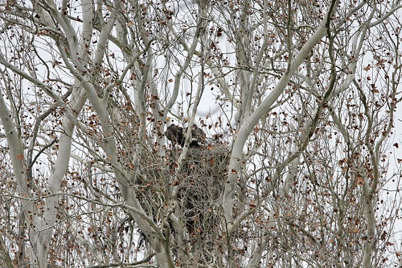 _MG_1995 Bald Eagle.jpg