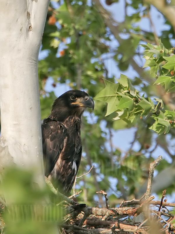 _MG_3682 Bald Eagle.jpg