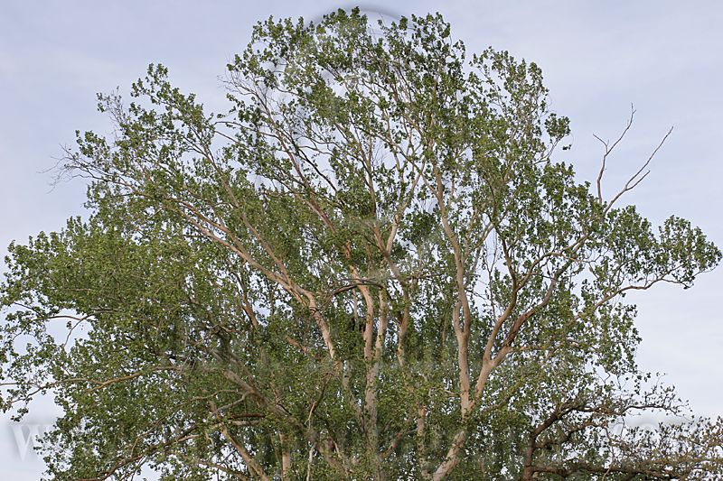 _MG_7462 Bald Eagle.jpg