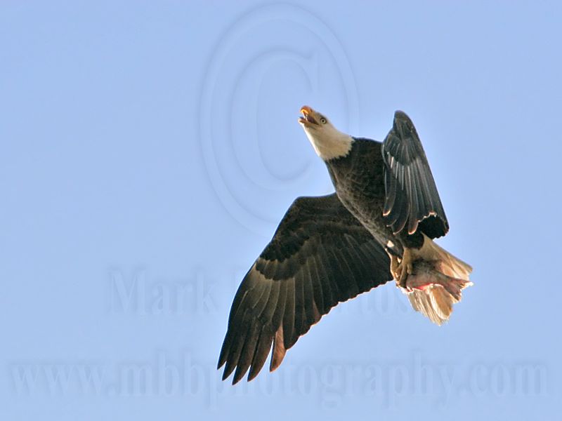_MG_6283 Bald Eagle.jpg