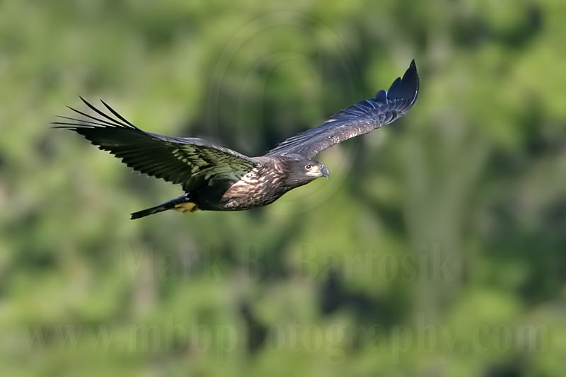 _MG_5829 Bald Eagle - Fledgling.jpg