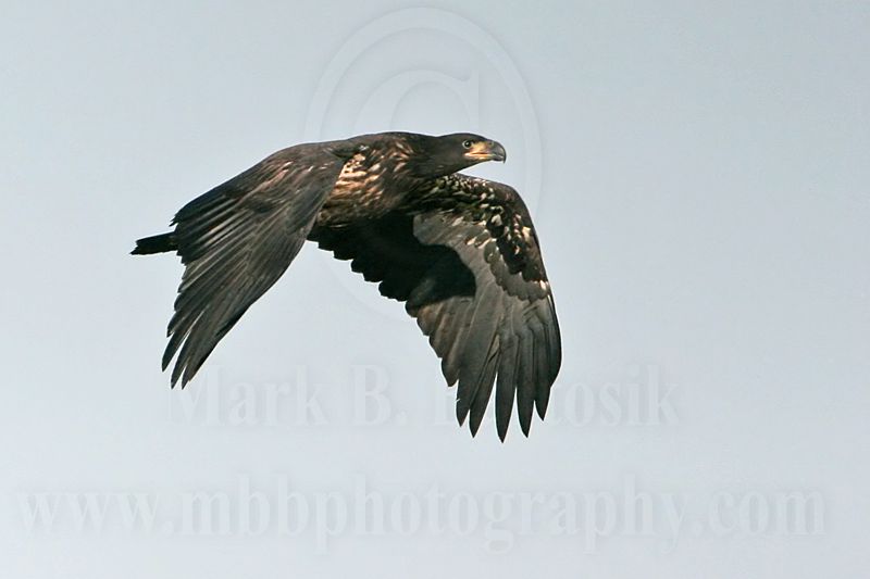 _MG_5833 Bald Eagle - Fledgling.jpg