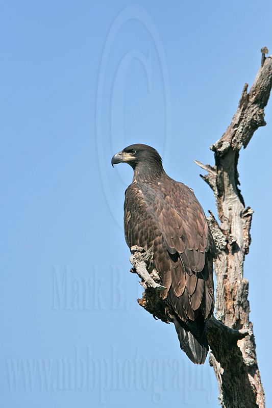 _MG_6963 Bald Eagle - Fledgling.jpg