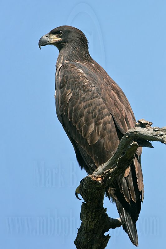_MG_7027 Bald Eagle - Fledgling.jpg