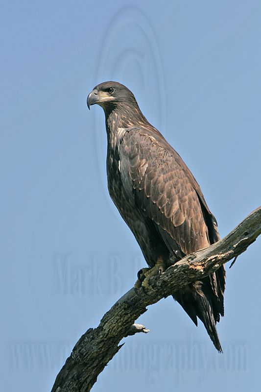 _MG_7155 Bald Eagle - Fledgling.jpg