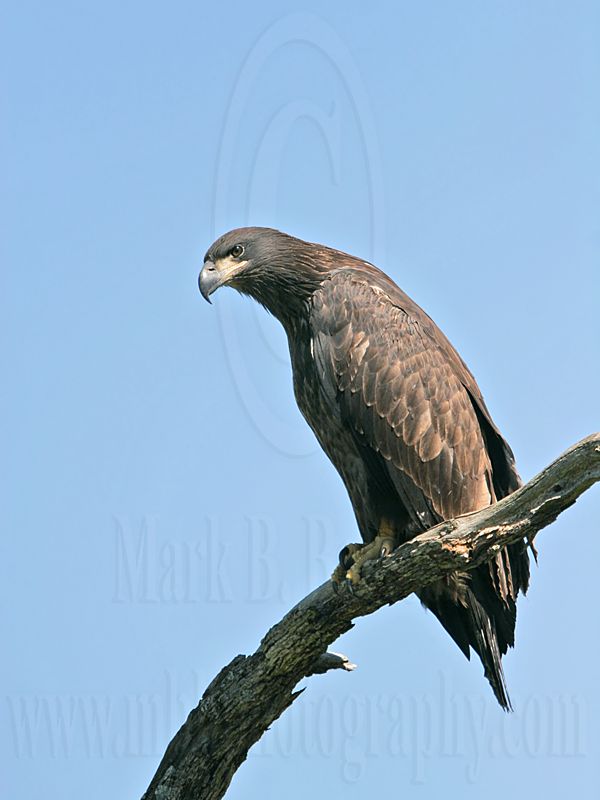 _MG_7226 Bald Eagle - Fledgling.jpg