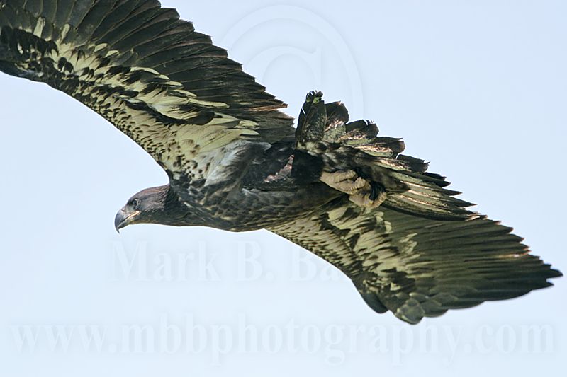 _MG_7347 Bald Eagle - Fledgling.jpg
