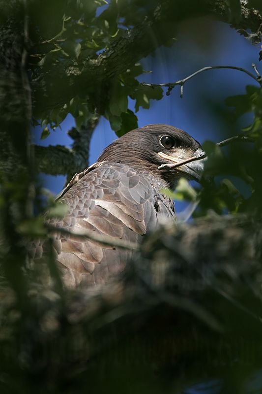 _MG_7670 Bald Eagle - Fledgling.jpg