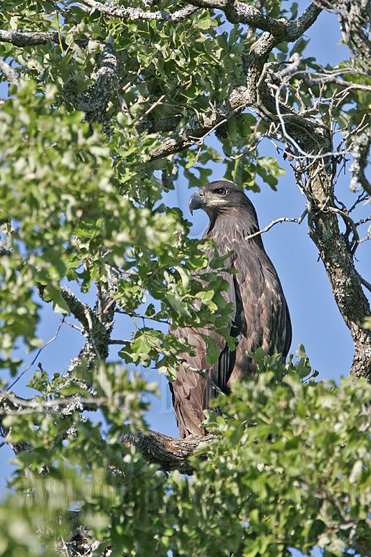 _MG_7871 Bald Eagle - Fledgling.jpg