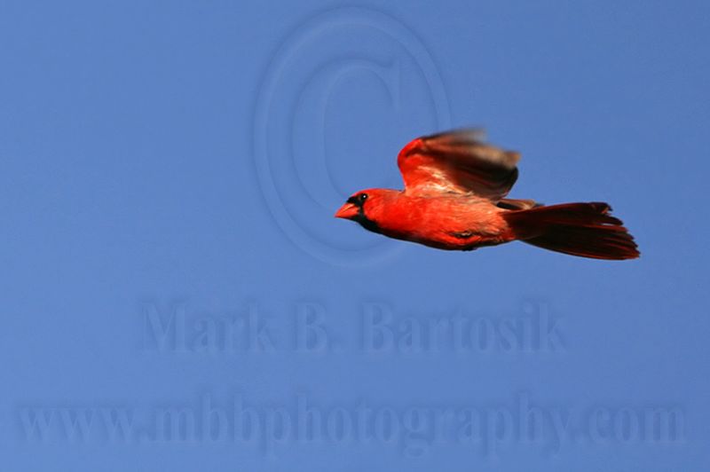 _MG_5323 Northern Cardinal.jpg