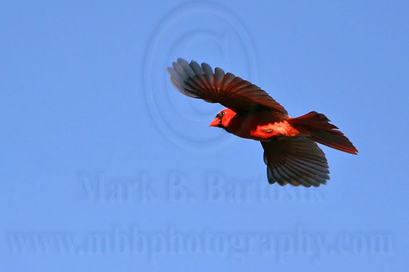 _MG_5328 Northern Cardinal.jpg