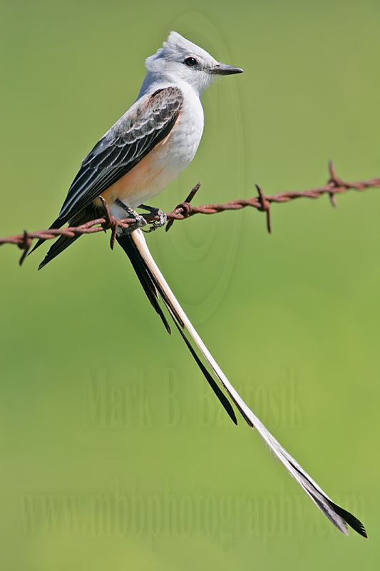 _MG_6548 Scissor-tailed Flycatcher.jpg