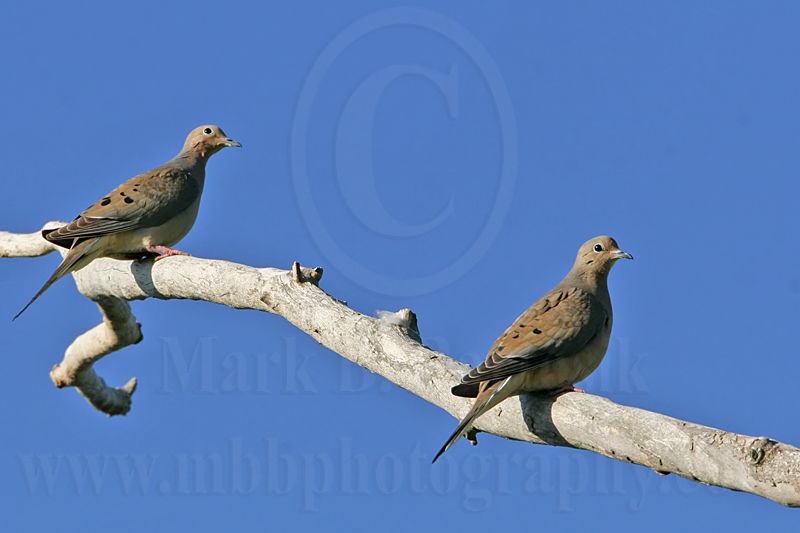 _MG_5379 Mourning Dove.jpg