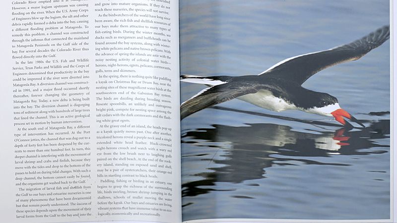 Black Skimmer HAB book.jpg