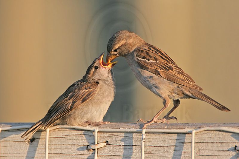 IMG_3419 House Sparrow.jpg