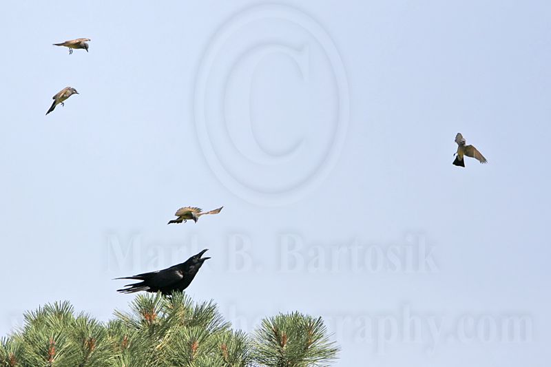 _MG_3704 Cassins Kingbird mobbing Common Raven.jpg