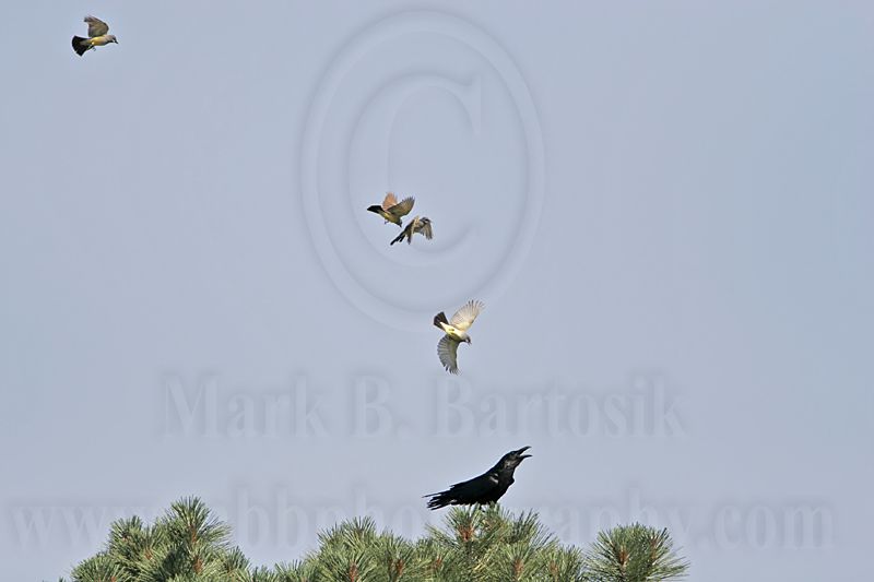 _MG_3710 Cassins Kingbird mobbing Common Raven.jpg