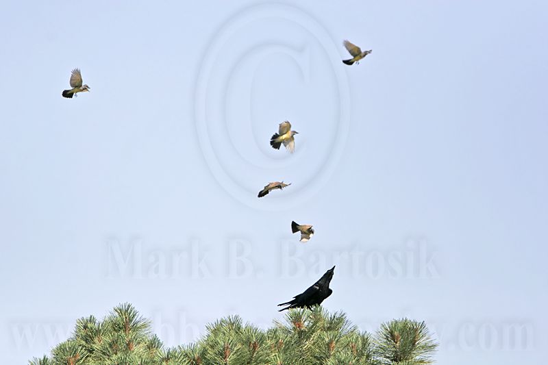 _MG_3713 Cassins Kingbird mobbing Common Raven.jpg