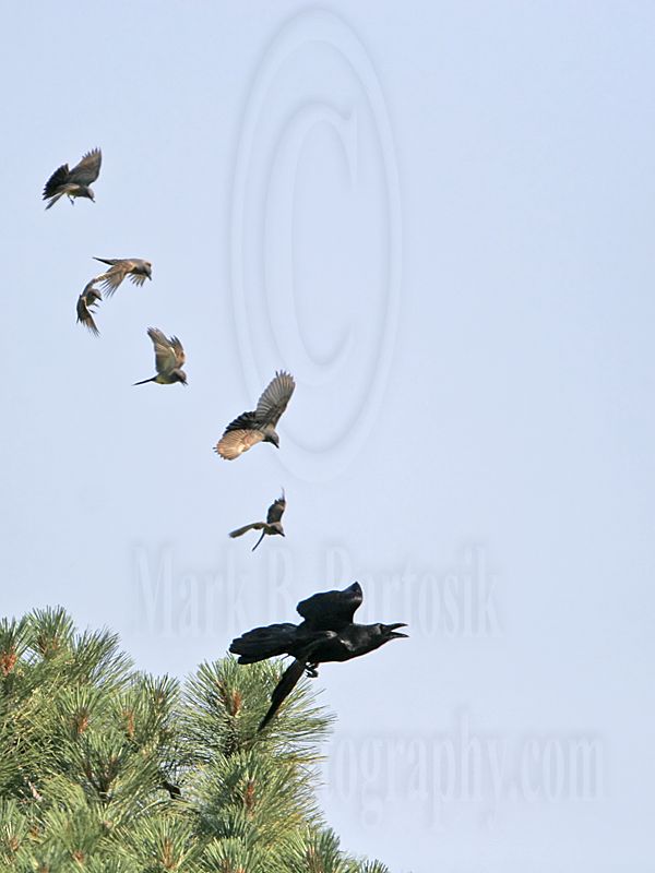 _MG_3730 Cassins Kingbird mobbing Common Raven.jpg